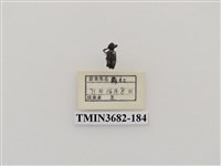 藏品(鞘翅目(2))的圖片